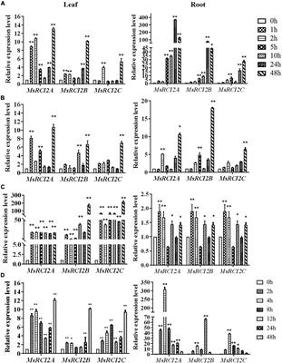 Overexpression of MsRCI2A, MsRCI2B, and MsRCI2C in Alfalfa (Medicago sativa L.) Provides Different Extents of Enhanced Alkali and Salt Tolerance Due to Functional Specialization of MsRCI2s